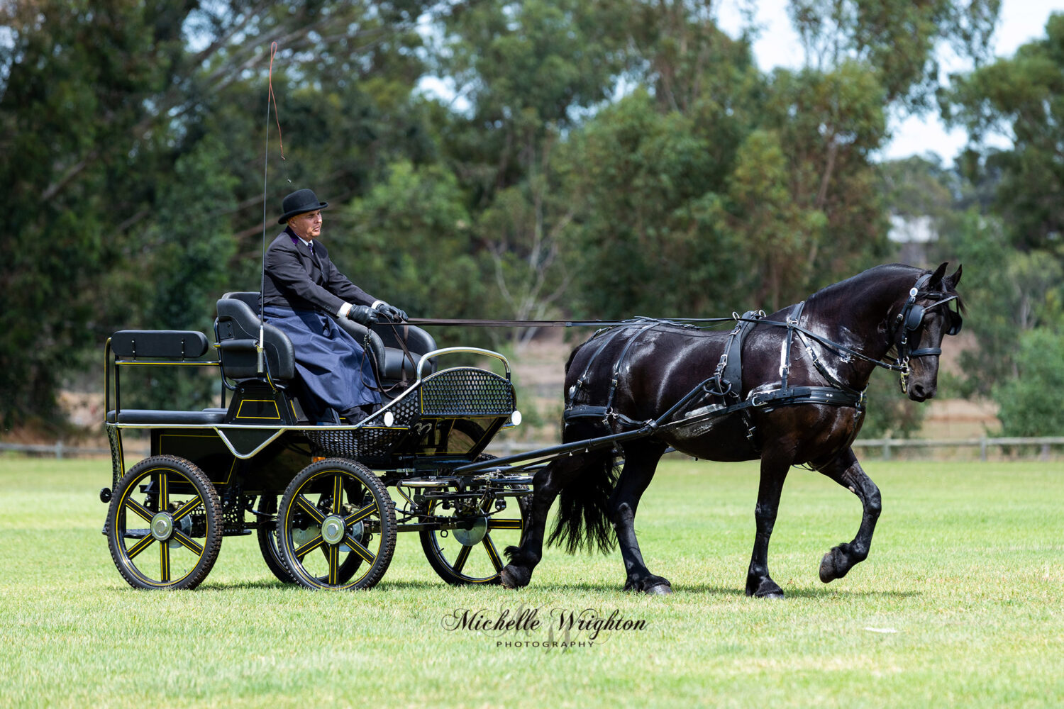Friesian carriage driving display