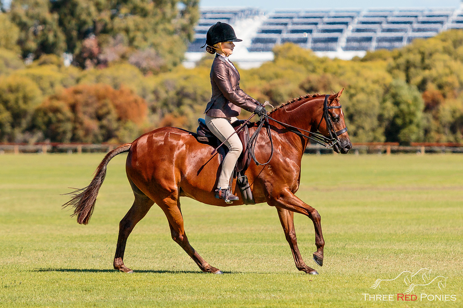 Chestnut pony cantering on grass - equestrian photography