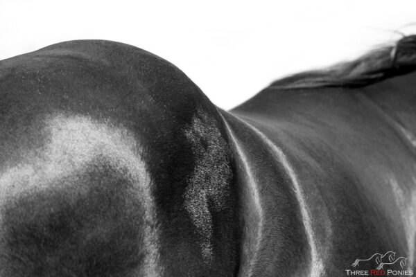 Limited edition Fine Art Print Black and white abstract horse photograph by Michelle Wrighton Three Red Ponies