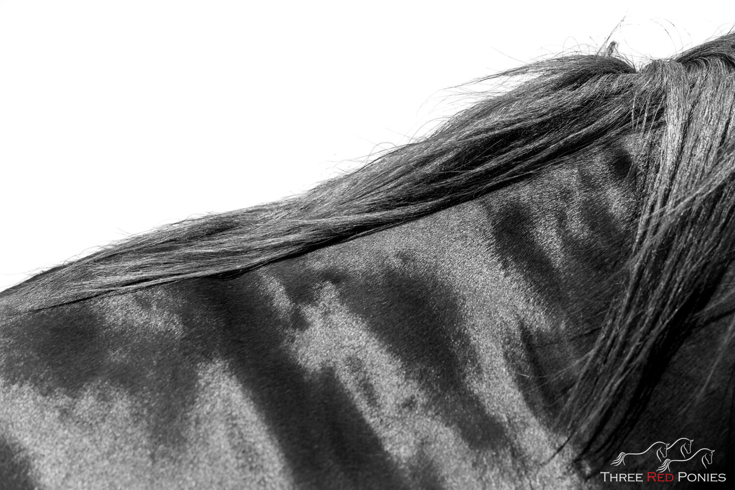 Fine Art black and white limited edition fine art horse prints by Michelle Wrighton