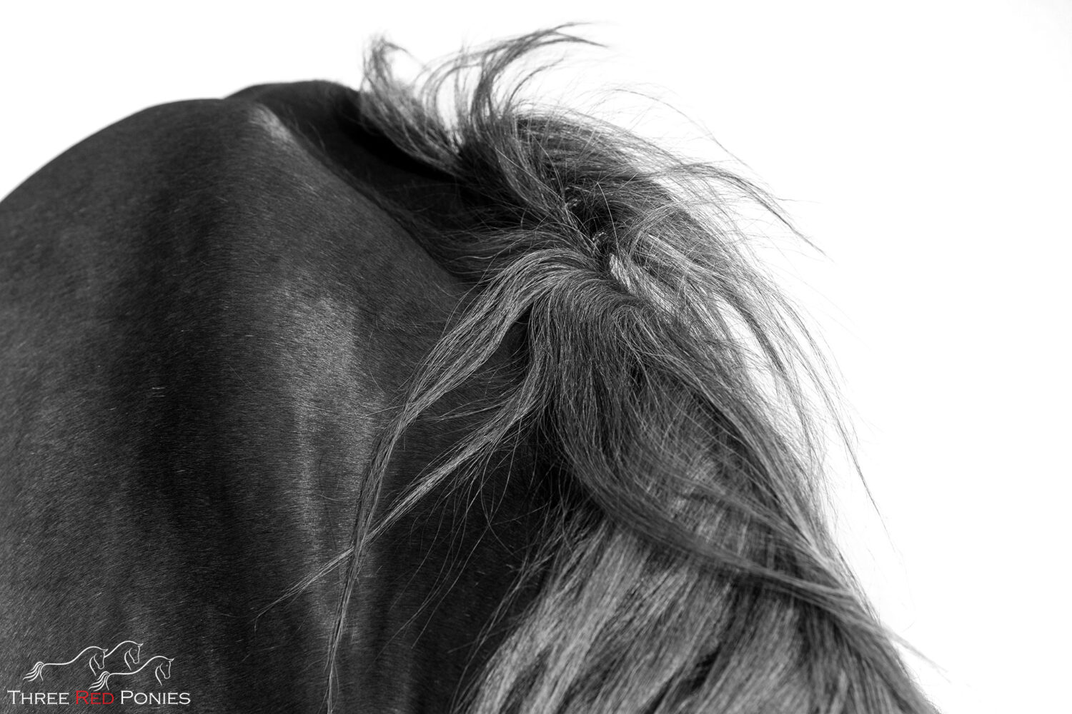 Fine Art black and white limited edition fine art horse prints by Three Red Ponies