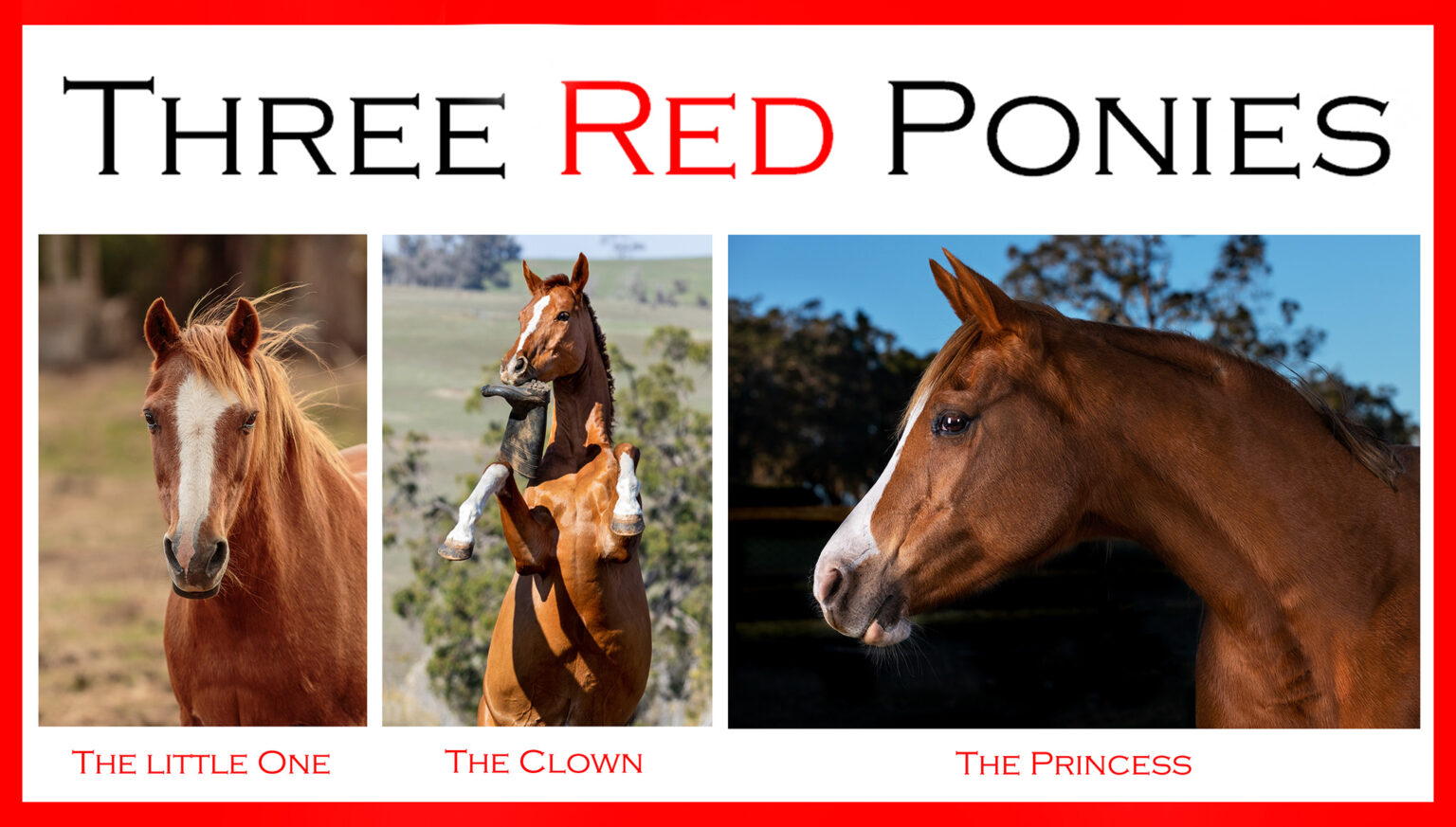 Three Red Ponies Michelle Wrighton Photography