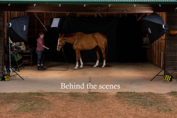 Chestnut Horse studio light photography behind the scenes