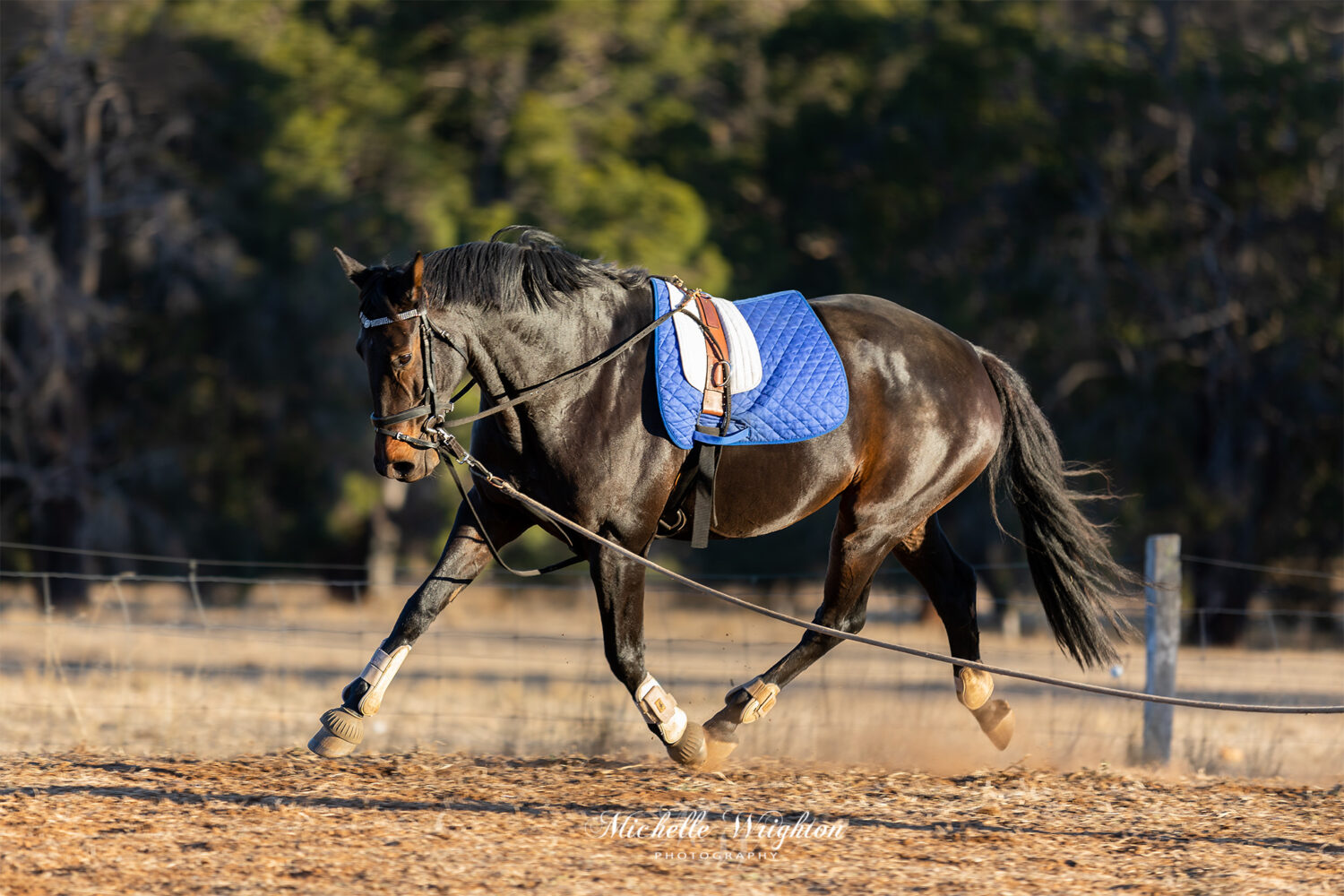 photo of a horse for a photoshoot exercise lunge