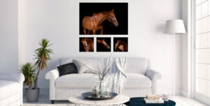 Three Red Ponies - Horse, Dog and Pet Photography Studio – Michelle ...