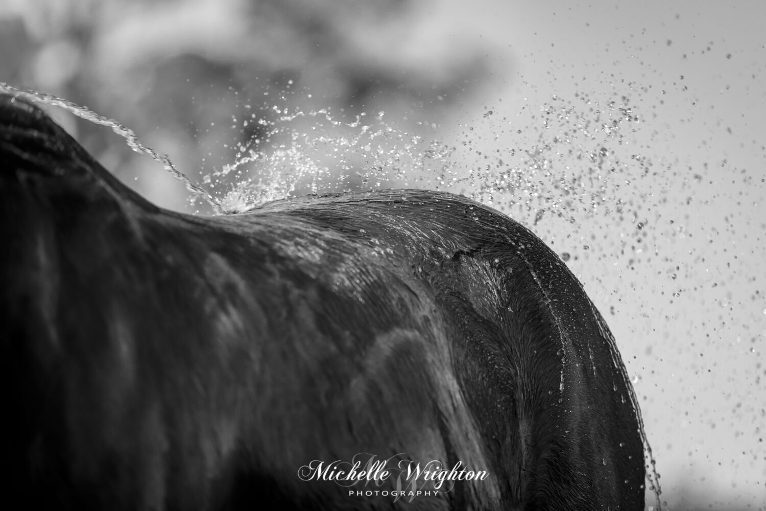 Black and white photo of horse with water drops from hose - horse photographer