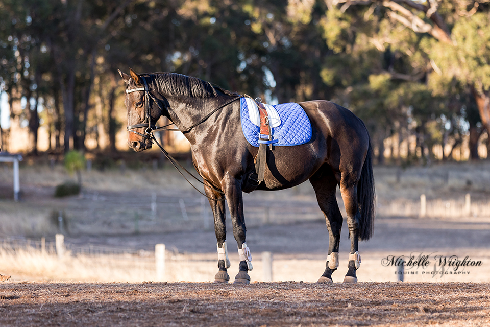 Jackson black warmblood - horse photographer