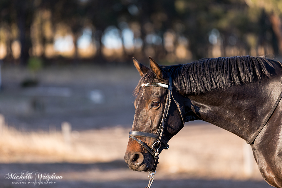 Jackson black warmblood - equestrian photographer