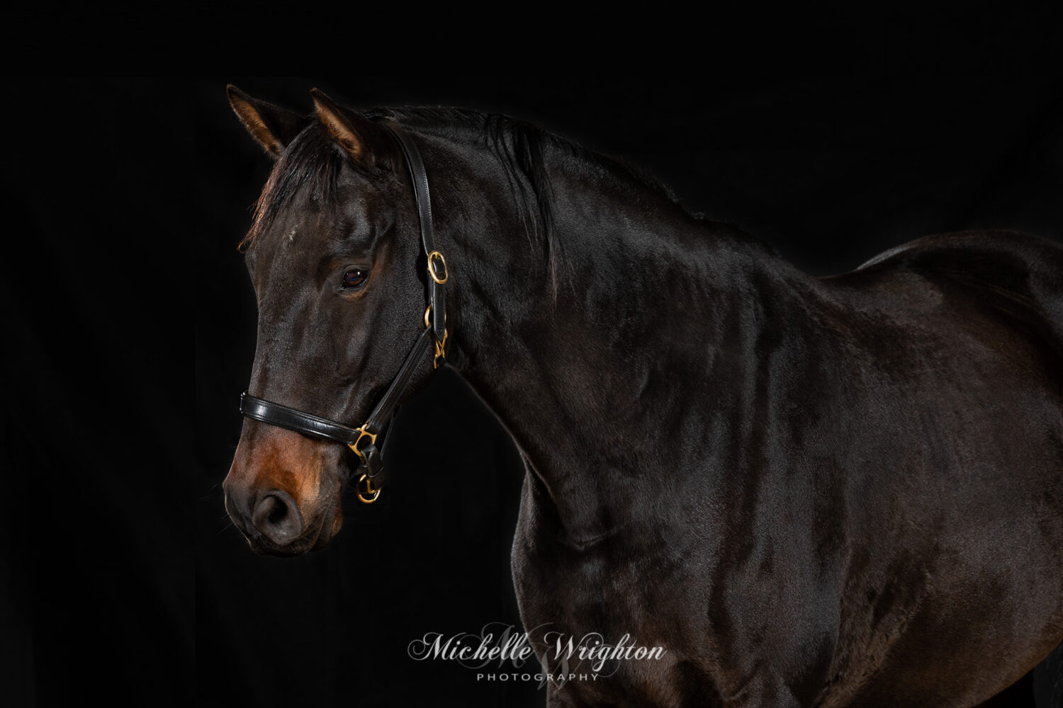 Black warmblood horse studio lighting photography