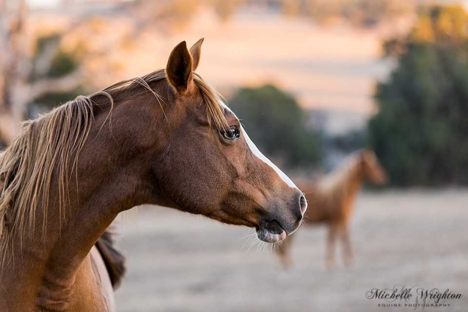 Tessa chestnut Arabian horse - horse photography