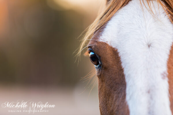 Tessa chestnut Arabian horse - horse photographer