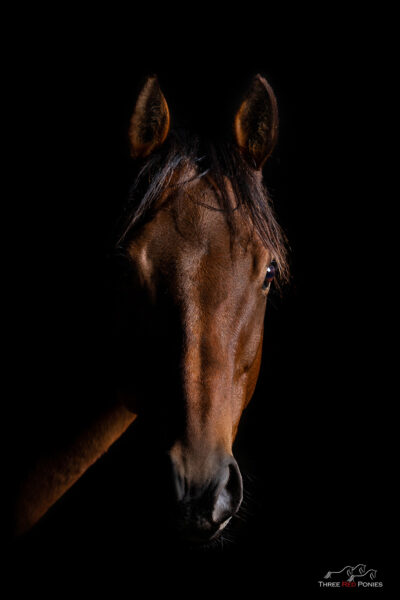 Chiaroscuro horse - studio photography