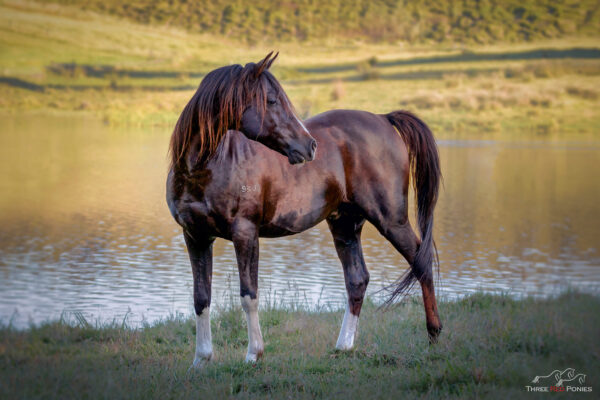 Arabian horse photograph - horse photography