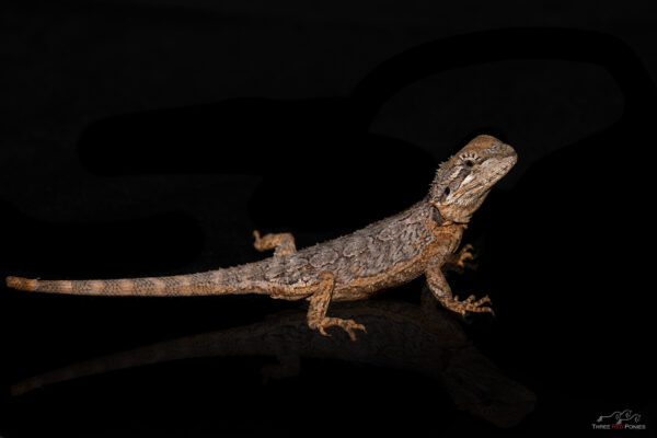 Bearded dragon pet reptile photograph