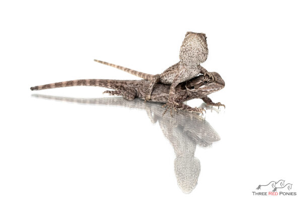 Bearded dragons pet reptile photography