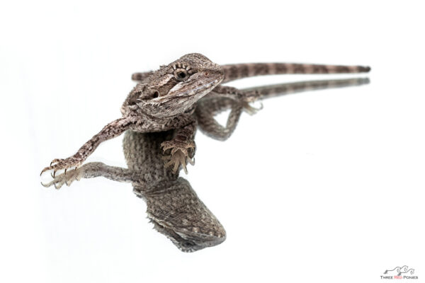 Bearded dragon pet reptile photography - pet photography