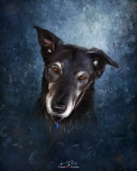 pet portrait painting of an old black dog - dog portrait painting