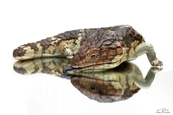Bobtail Lizard Reptile Photograph - pet photography