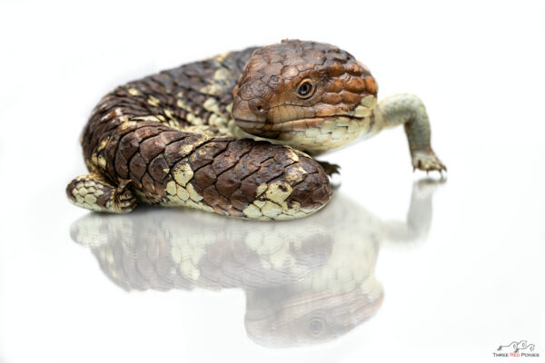 Bobtail Lizard Reptile Photography - pet photograph