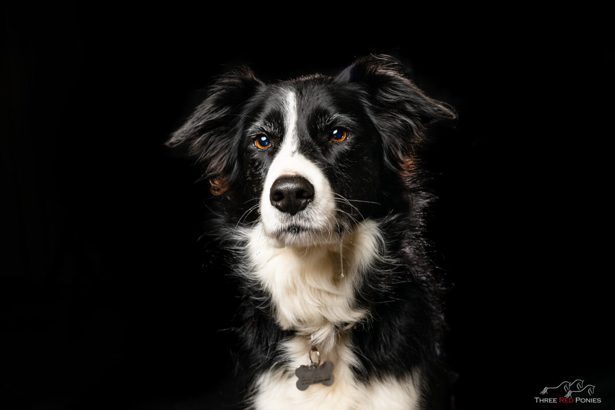 Bolt, Border Collie Dog - Studio Photography