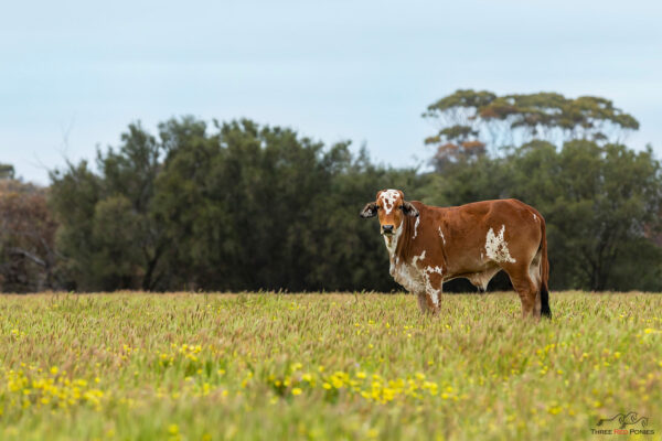 Brahman steer cow - livestock photography