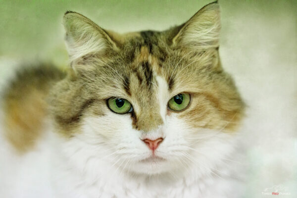 Cat tabby and white photograph - cat photography