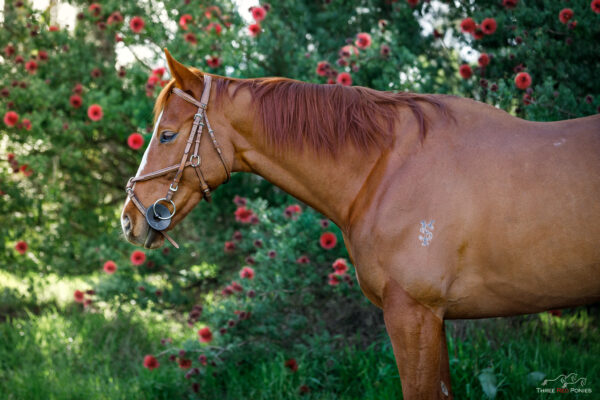 Chestnut horse photo - horse photography
