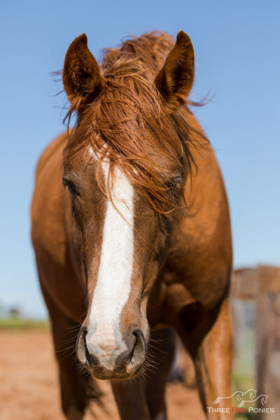 Close up of a chestnut horse - horse photography