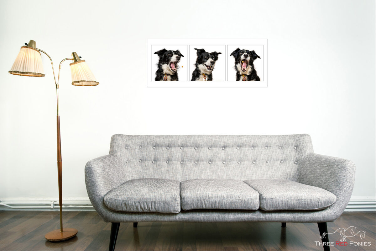 3 dog photo wall art