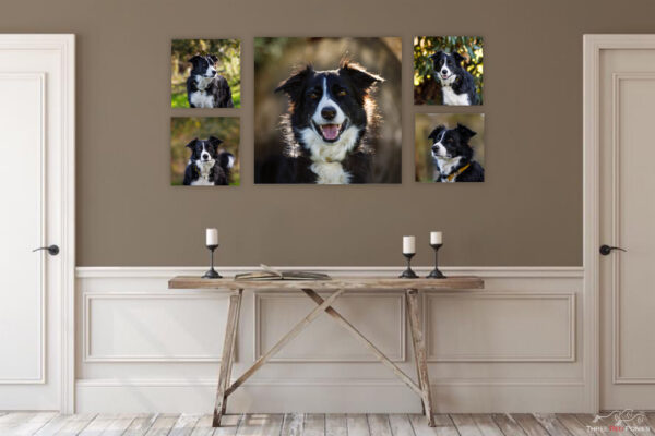 5 piece Dog Wall Art Display - dog photographer