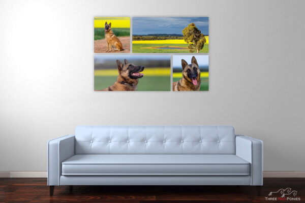 4 piece Dog Wall Art Display - dog photographer