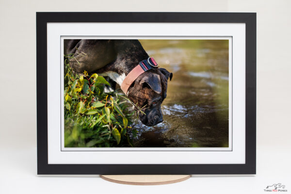 Framed float mount Staffordshire terrier river print - lifestyle dog photography