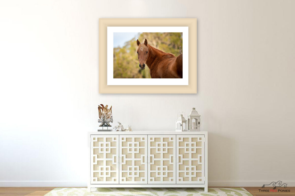 Cheval encadré - photographie de chevaux