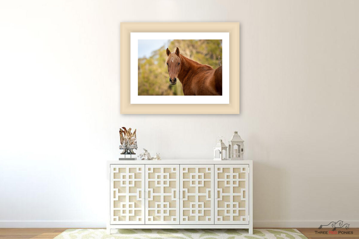 Framed Horse Print - horse photography