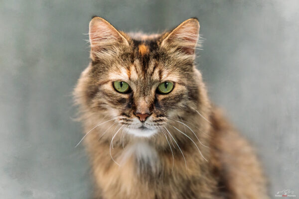 Green eyed tabby cat photograph - pet photography
