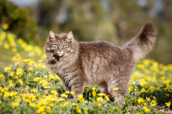 Grey long haired tabby cat in yellow flowers - pet photography