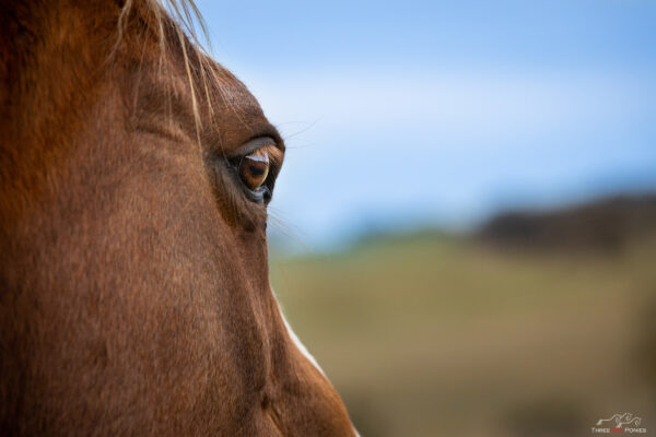 Horse eye close up photo - horse photographer