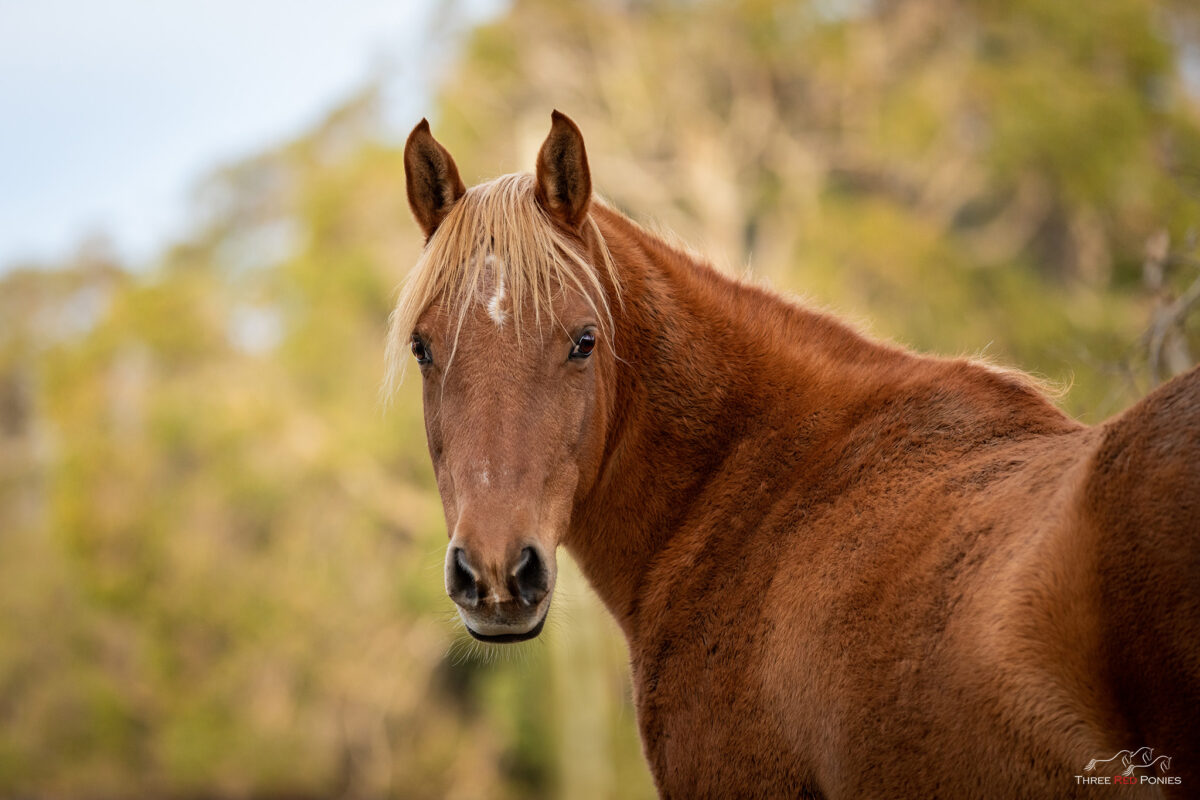 Outdoor lifestyle photo of a horse looking back - horse photography