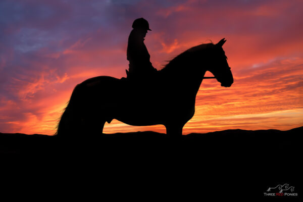 Horse sunset - equestrian photography