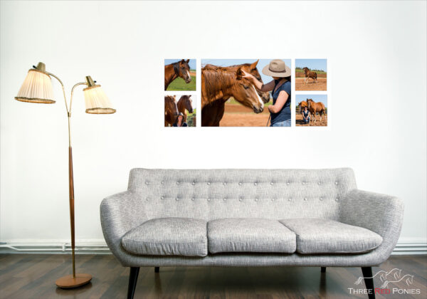 5 piece horse photo wall art collection