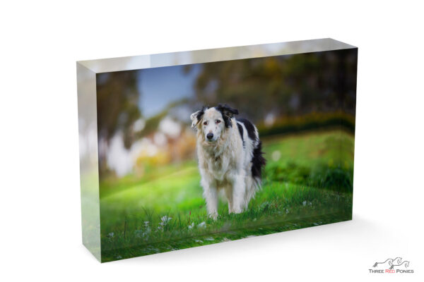 Dog photo in acrylic ice block - finished artwork