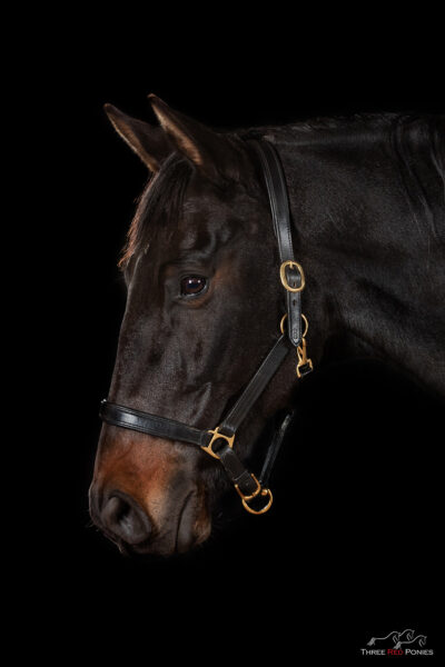 Horse named Jackson portrait - studio photography
