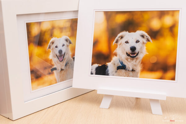 Portrait photo box with dog photos by three red ponies - dog photography