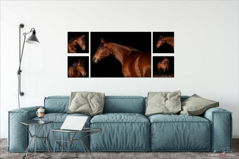 5 piece horse photo wall art collection