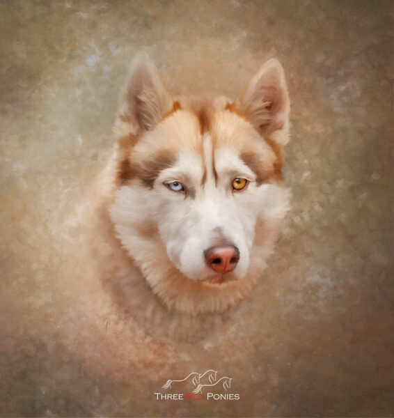 Siberian Husky portrait painting - Custom Dog Painting
