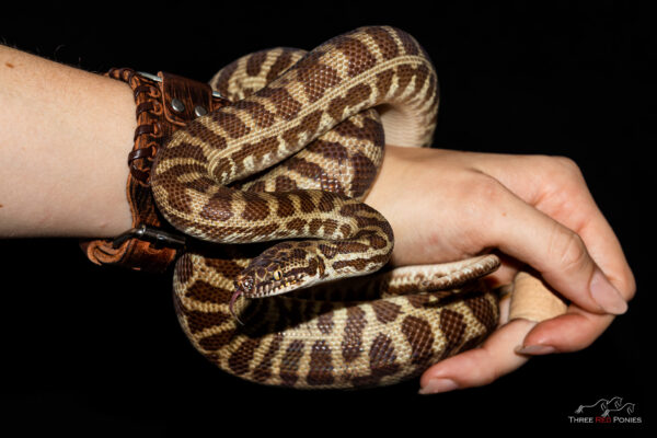 Stimsons python - reptile photography