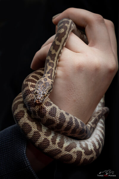 Stimsons python pet reptile photography