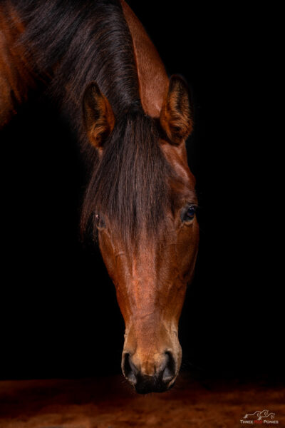 Studio horse photograph