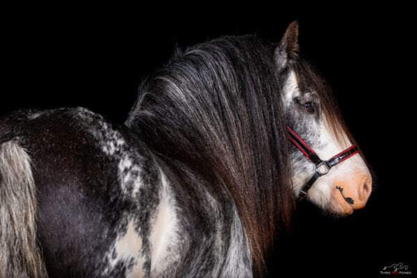 Black background Studio photo of horse - horse photography