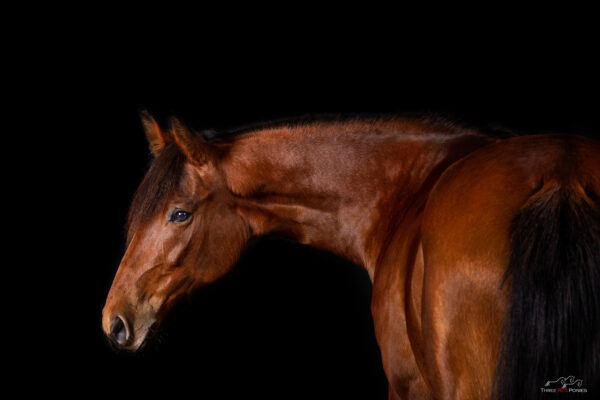 Studio Horse Photo - equestrian photographer